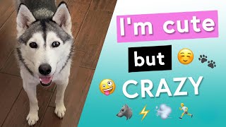 Watch this BEFORE Getting A Husky