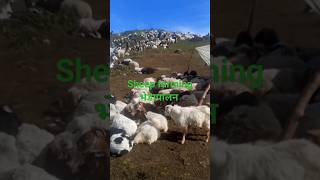 cattle in mountain#shorts #cattle #animals #sheep #भेडा #लेक #worldwidesheepfarming