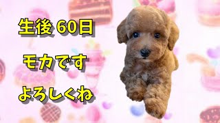 ロージーの弟、生後60日お迎え初日！【トイプードル子犬】