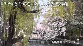 ヤナギと桜の春色コントラスト　前橋