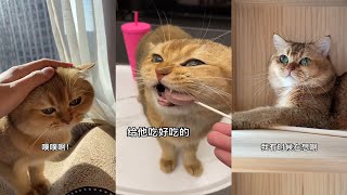 【PuPu噗噗】猫咪总乱尿，多半是废了