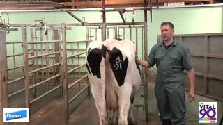 Body Condition scoring (BCS) Dairy Cows