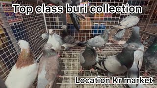 Top class pigeon collection location {kr market} #bird #kabootar