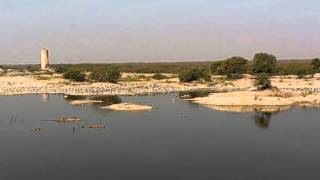 The kurja birds Jodhpur