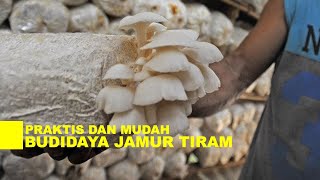 Complete Oyster Mushroom Cultivation Ways to Harvest Oyster Mushrooms