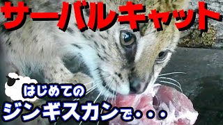 【獰猛な大型猫】サーバルキャットにジンギスカン１㎏あげたら興奮しすぎて野生化❗️