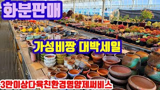 화분판매 가성비짱대박할인 010 4499 2456 5만이상무료배송 3만이상다육친환경영양제써비스 주문은 문자로주세요