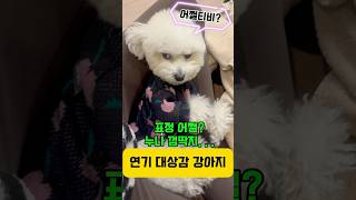 얼굴은 이쁜데 표정은 왜그래? #dog #shorts