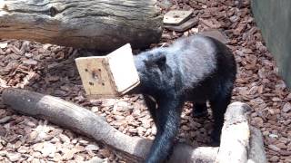 ニホンツキノワグマのウタ「バキバキっと暇つぶしよ（３）」＠上野動物園 - DSCN9512