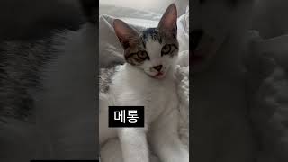 혀내밀고있는 귀염둥이 꼬비 #고양이 #cat #고양이일상 #길냥이입양 #cute