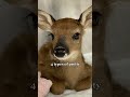 4 types of pretty fyp trend deer pretty viral