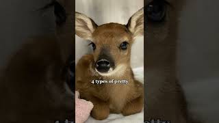 4 types of pretty #fyp #trend #deer #pretty #viral