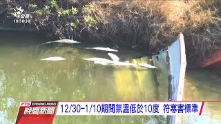 虱目魚寒損 農委會放寬天災補助認定 20200115 公視晚間新聞