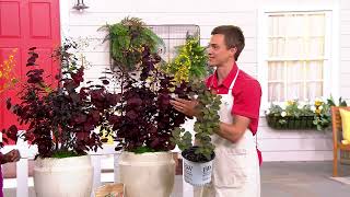 Roberta's 1-pc. Proven Winners Winecraft Black Smokebush Plant on QVC