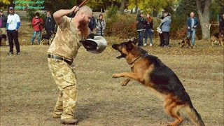 Змагання собак у Смілі 2019 рік . Клуб собаківництва Сан-Голден.