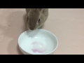 うさぎにぶどうをあげてみた ボン二郎 rabbit bunny eat grape