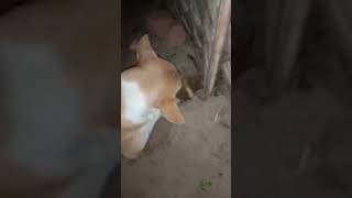 🐕திருடி மறைத்து வைத்து சாப்பிடும் 🐕நன்றி உள்ள ஹாப்பி dog name is happy 😂😂😂