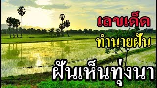 ฝันเห็นทุ่งนา หรือลงไปกลางทุ่งนา ทำนายความฝันเห็นทุ่งนา