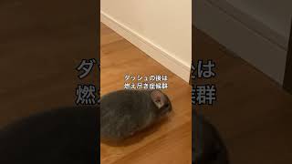 部屋んぽ中、急に忍者になるチンチラ＃chinchilla＃チンチラ＃shorts