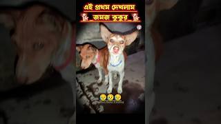 এই প্রথম দেখলাম জমজ কুকুর 🐕😥😭 #viralvideo #dog #doglover #verysadstatus #cutebabydogs