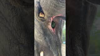 Eat a pumpkin in one bite Challenge: Elephant eating from the first person's perspective Dragon