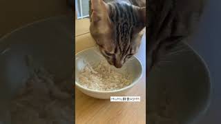 MiuMo的英國生活｜在英自製貓鮮食 健康好味又慳錢👉🏻按description 連結睇吓點整