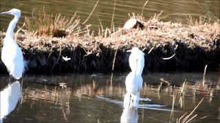 下飯田遊水地の鳥　カワセミ　キセキレイ　カイツブリ　コサギ　コチドリ　今日の鳥