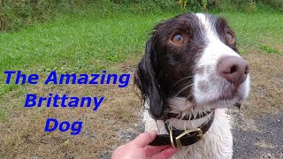 Do Brittany Spaniels Hunt? Watch Mr. Birddog on a Pheasant Hunt in Pennsylvania.