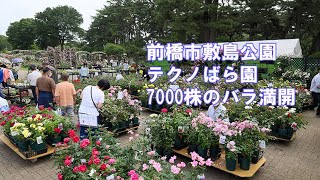 7000株のばら満開  前橋市敷島公園テクノばら園  20230521　Shikishima Park Techno Rose Garden,7000 roses are in full bloom