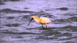 黑面琵鷺繁殖羽 Black-faced Spoonbill 2016 0327