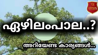 #Ezhilam Pala #ഏഴിലംപാല# അറിഞ്ഞിരിക്കേണ്ടത്# (Alstoniascholaris) Malayalam