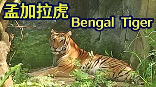 孟加拉虎-Bengal Tiger