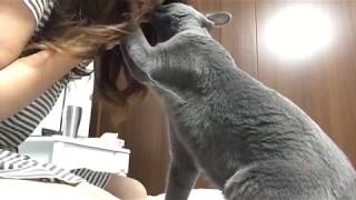 手で顎をグイっ？？？男前なキスをする猫。cat tricks