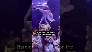 The most impressive thing about an octopus