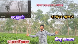 বাগানৰ মাজত ধুনীয়া ঠাই পাহাৰৰ কিনাৰত বহু কুঁৱলী ডিজু বাগানৰ