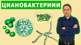 Цианобактерии (водоросли) | ЦТ по биологии