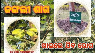 Jangal saga // Forest greens // ଜଙ୍ଗଲୀ ଶାଗ ଖାଇଲେ ରୋଗ ଭଲ ହୁଏ // Social research // Rabindra karkaria