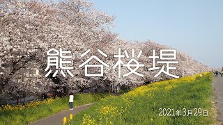 熊谷桜堤の桜（2021.3.29撮影）