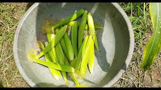 ত্রিপুরা সরকারের কৃষি এবং কৃষি কল্যাণ দপ্তরের উদ্যোগে পরীক্ষামূলকভাবে বেবিকর্ন চাষে সাফল্য এসেছে।