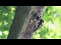 grey capped pygmy woodpecker feeding baby 小啄木育雛