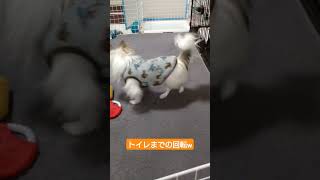 まわれまわれ【チワワ】#shorts #チワワ #ちわわ #犬 #小型犬 #dog #ペット