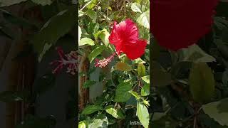 மூன்று கலர்களில் செம்பருத்தி/Hibiscus in three different colours #flowers #hibiscus