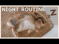 IN DEPTH Bunny Night Routine