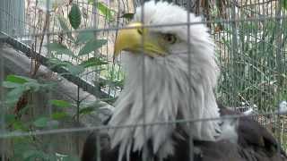 Super CloseUp Bald Eagle Calls Out