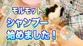 【モルモット】シャンプー始めましたー♪  モルモットのお風呂の入れ方　/Guineapig shampoo videos！！