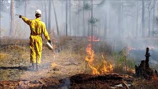 Tiger Giving Day Forestry