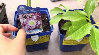 【赏花】院里新成员，重瓣耧斗菜，重瓣铁筷子等等/double flower Helleborus/Christmas rose/columbine/