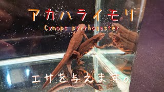 【アカハライモリ】No.324。イモリのペアにエサを与えます。(Cynops pyrrhogaster)