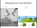 biobarrier 1 endocytosis