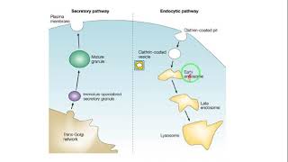 biobarrier 1 - Endocytosis